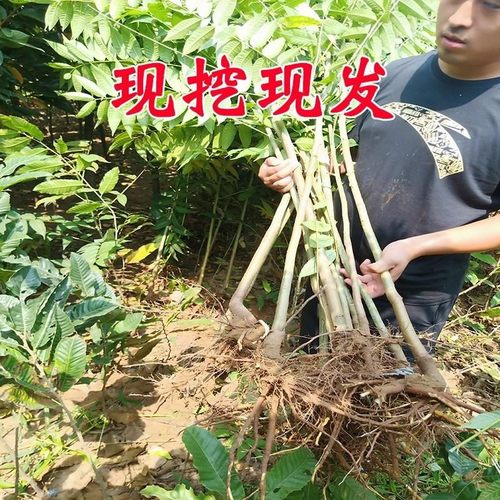 香椿苗树苖食用红油绿油香椿芽树南方北方大棚种植室外盆栽地栽苗-图0