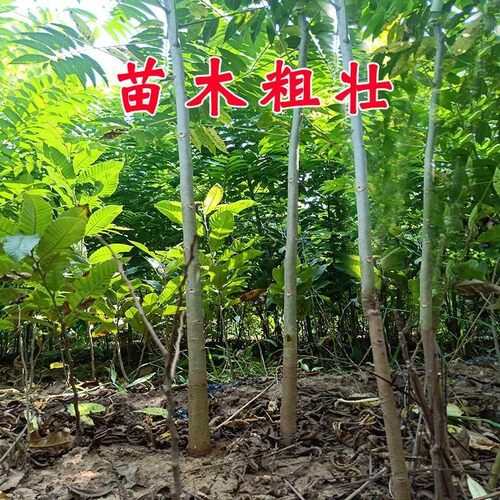 香椿苗树苖食用红油绿油香椿芽树南方北方大棚种植室外盆栽地栽苗-图1