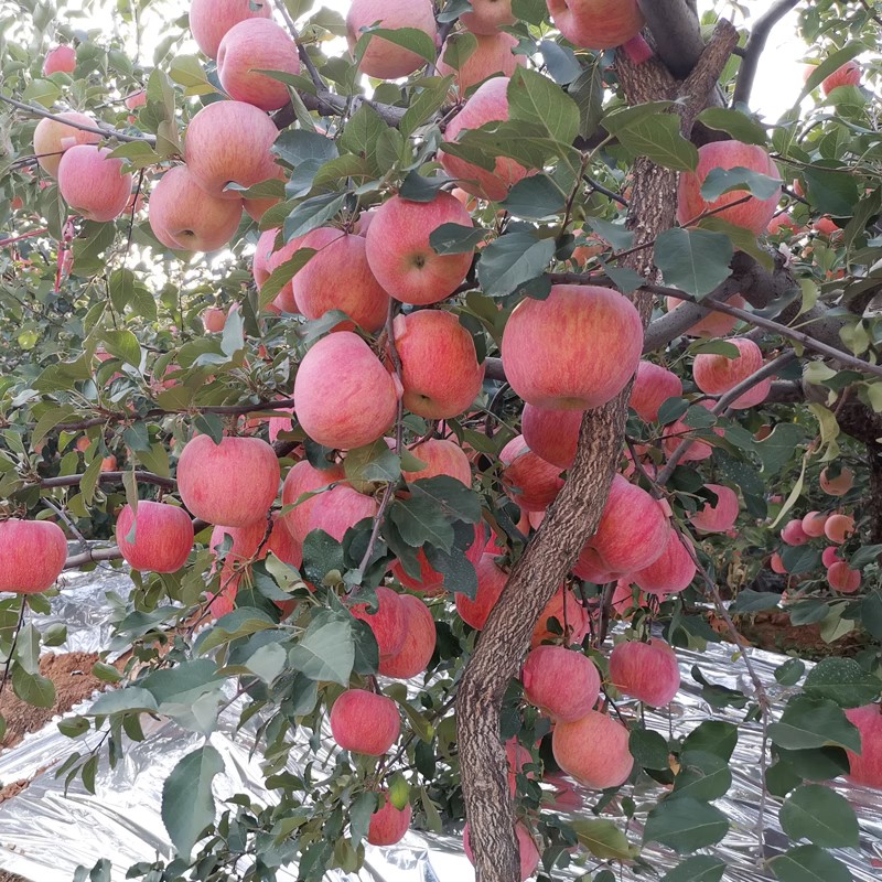 烟台红富士2001脆甜苹果树苗嫁接苹果苗南方北方种植当年结果 - 图1