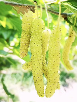 New varieties of fragrant gold Mulberry Mulberry Seedlings Grafted Mulberry Seedling Aroma Strong South North Planting National Season Results