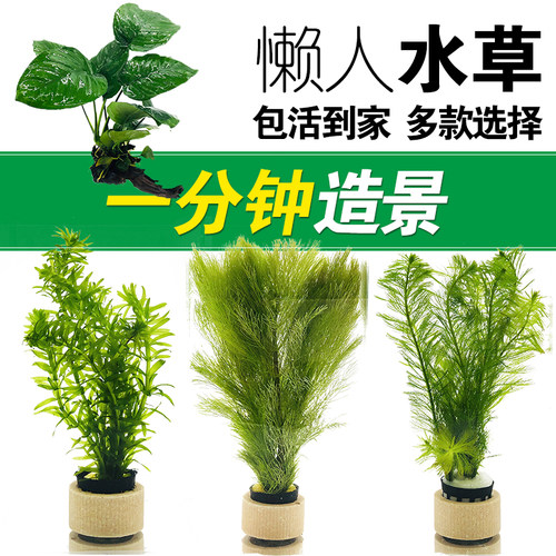 鱼缸懒人水草活体植物水榕沉木莫斯真水草种子水族箱造景装饰套餐 - 图1