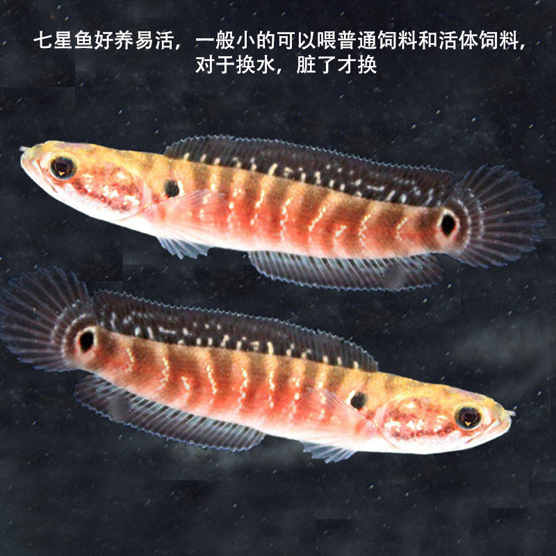 七星鱼幼苗月鳢鱼山斑鱼花星鱼观赏鱼点称鱼冷水鱼淡水鱼苗活体 - 图1