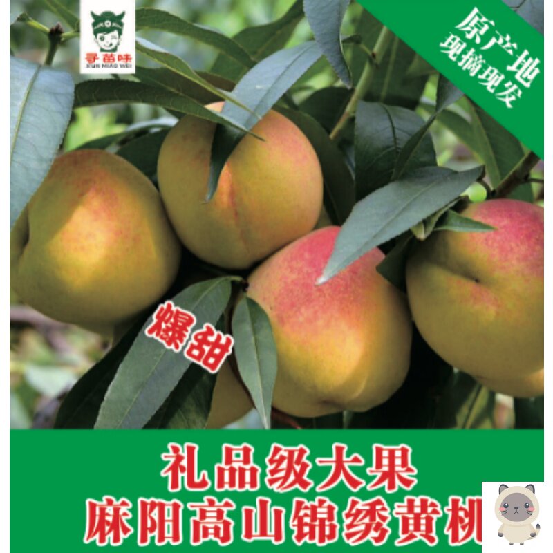 精选湖南麻阳高山锦绣黄桃新鲜桃子 画迈桃