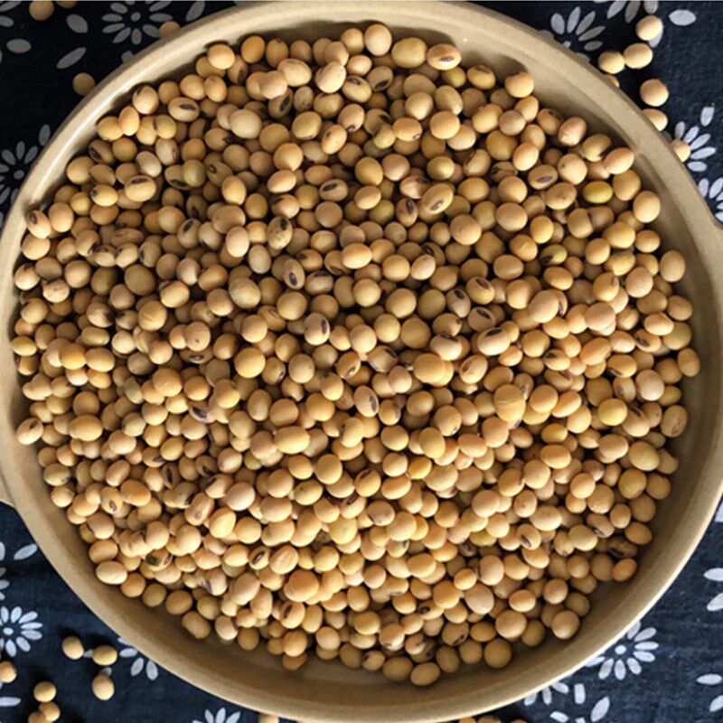 笨土黄豆农家自种老品种打花豆腐脑 画迈黄豆