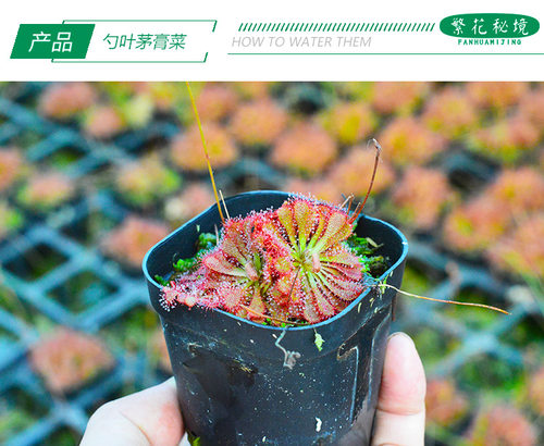 勺叶茅膏菜捕蝇草毛毡苔食人花食虫植物桌面迷你可爱盆栽粘飞虫子 - 图3