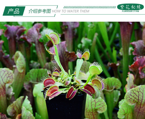 铁塔巨人捕蝇草【夏季直立超大巨夹巨型品种食人花大嘴巴夹子草】 - 图2