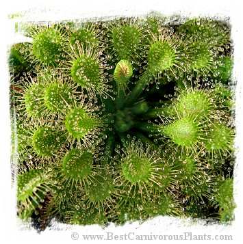 白化绒毛茅膏菜【夏季驱蚊神器粘虫子蚊子多肉绿植迷你盆栽】,淘宝优惠券,粉丝福利购,淘宝优惠卷