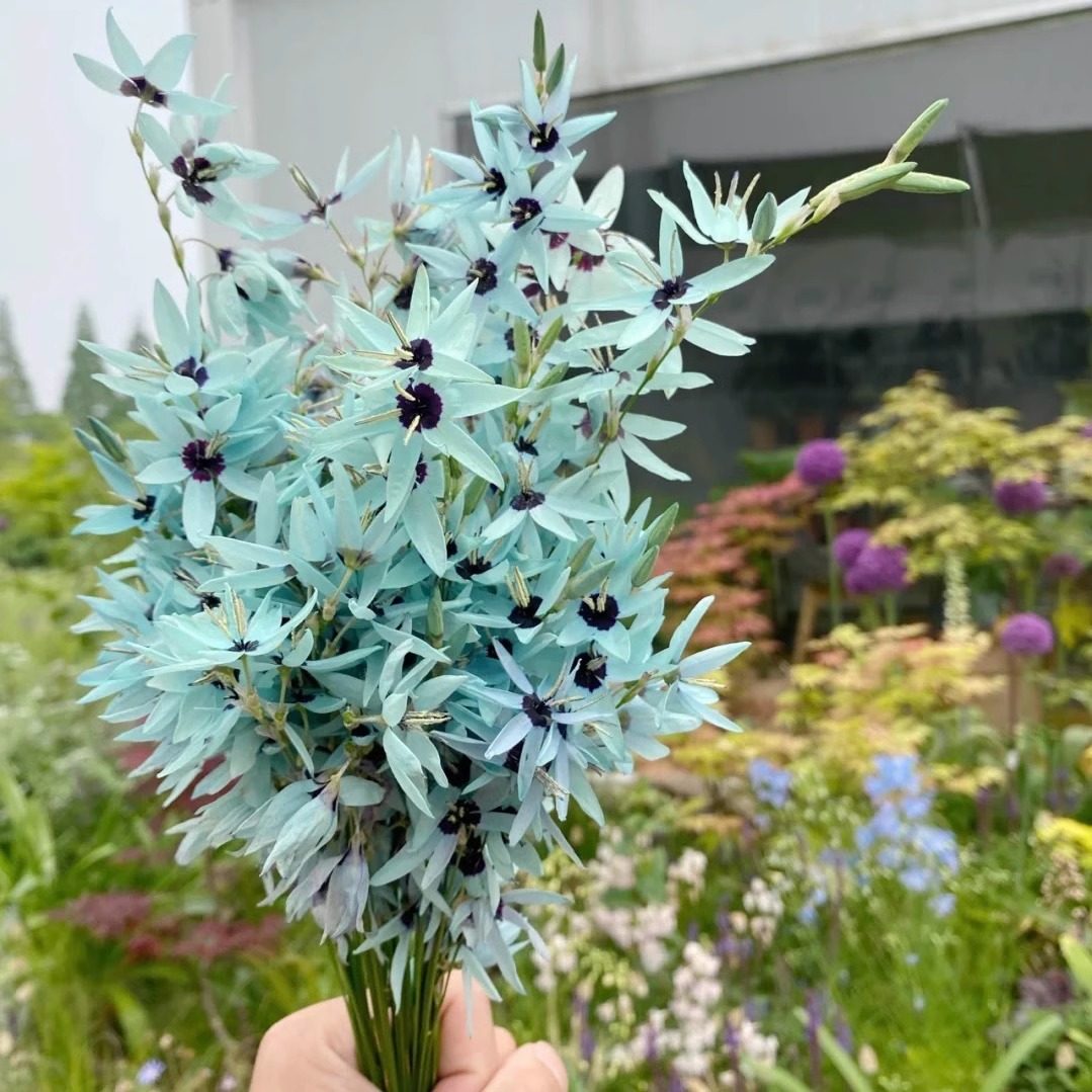 绿松石鸢尾种球稀有球根花卉阳台庭院多年生秋植谷鸢尾种子立金花,淘宝优惠券,粉丝福利购,淘宝优惠卷