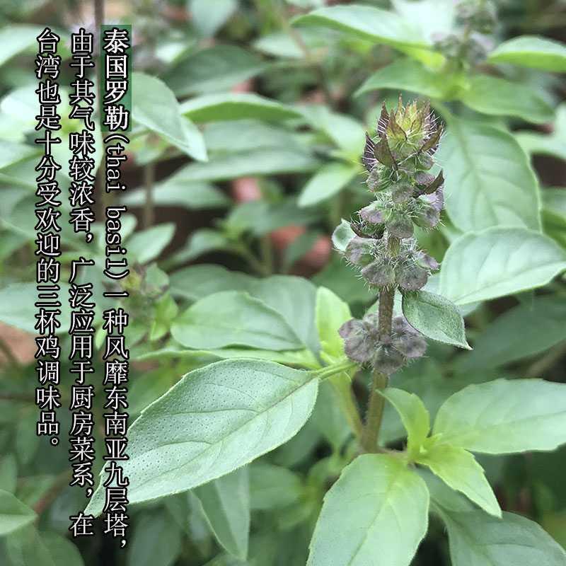 九层塔苗泰国罗勒叶新鲜盆栽金不换植物食用鱼香草室内驱蚊草盆栽-图3