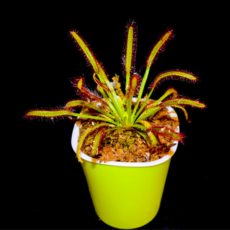食虫花 趣味捕蝇草食虫花盆栽 热品库 性价比省钱购