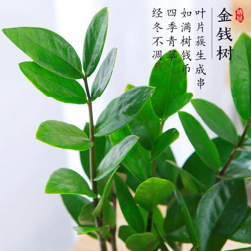 金钱树盆栽客厅大棵摆件圆叶招财旺宅绿植花卉室内水培植物发财树,淘宝优惠券,粉丝福利购,淘宝优惠卷