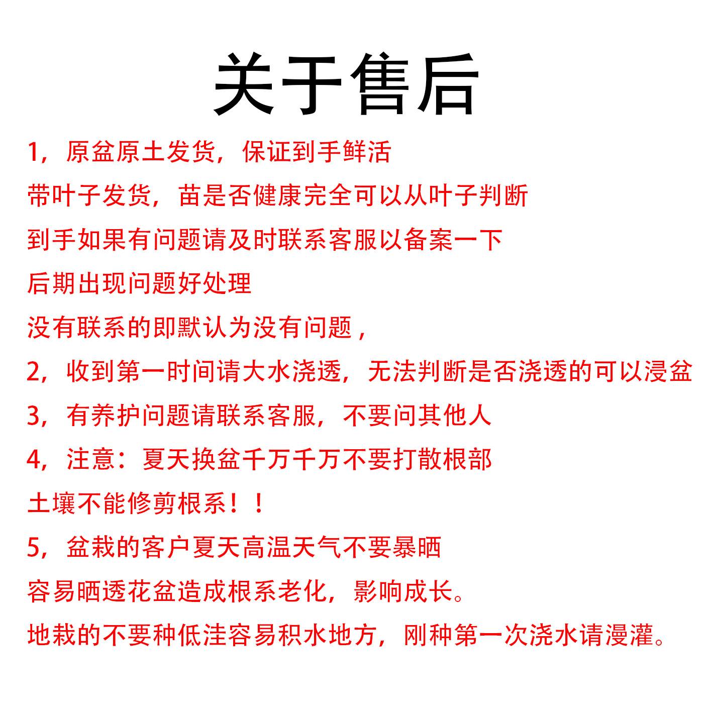 无花果苗盆栽果树苗波姬红巴劳耐格莱斯紫色波尔多BNR丰产黄香槟 - 图0