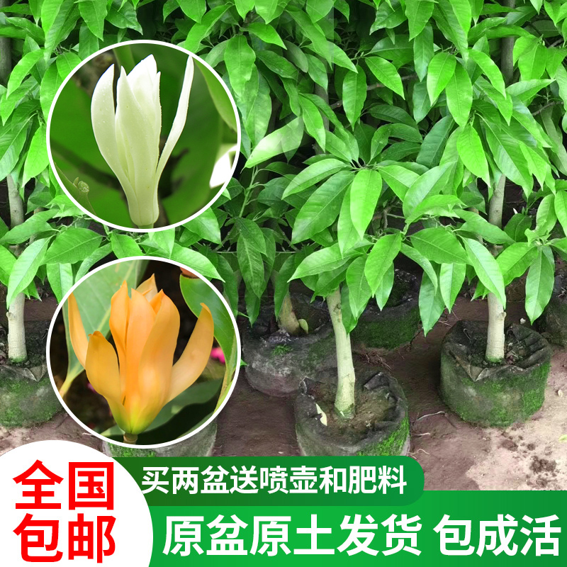 白兰花盆栽花卉植物室内花四季黄角兰白玉兰花树苗老桩带花苞开花 - 图0