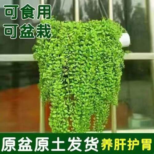 正宗垂盆草盆栽中药苗食用养肝草护肝吊兰绿植耐寒四季懒人好养活 - 图0