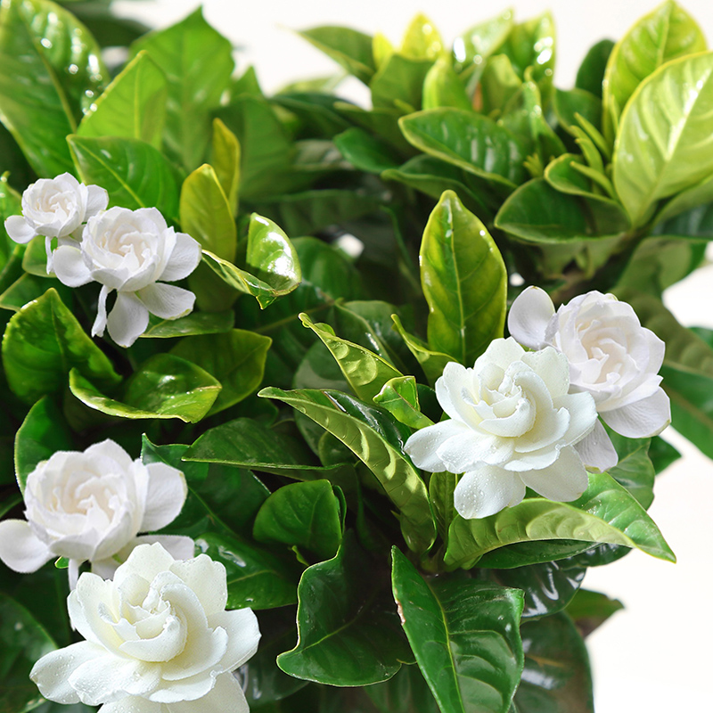 栀子花盆栽花卉植物室内花绿植四季栀子花树苗带花苞易活当年开花-图3