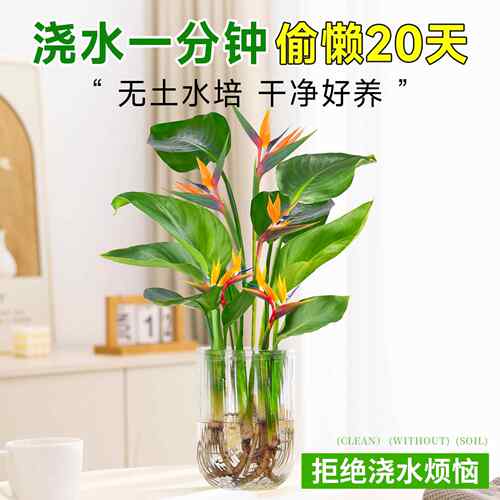天堂鸟无土纯水培植物室内好养绿植水培水养易活桌面绿植水养植物 - 图1