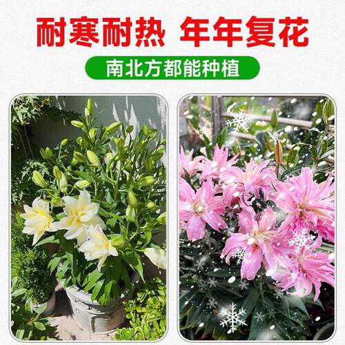 香水百合种球黄天霸特大百合种植苗盆栽花卉绿植耐寒好养多季开花 - 图2