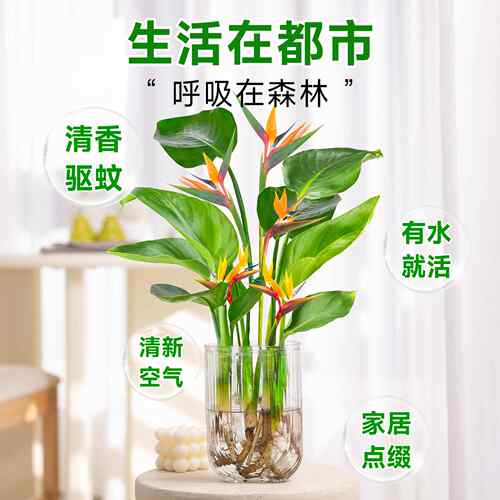 天堂鸟无土纯水培植物室内好养绿植水培水养易活桌面绿植水养植物 - 图2