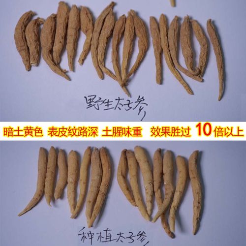 太子参 正品野生太子参 正宗野外深山老林挖采孩儿参四叶参孩童参 - 图1