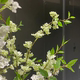 Snow willow, new style with leaves, living room flowers, spring colors, dining table flowers, simulated flowers
