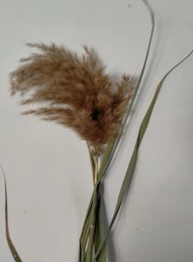 芦苇干花客厅家居装饰婚礼场景布置落地摆件婚庆拍照花束狗尾巴草