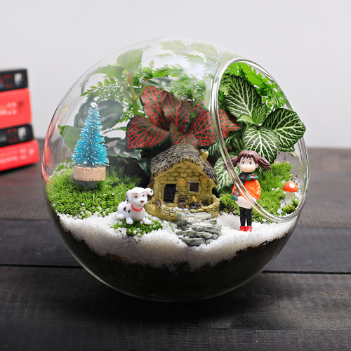 13cm微景观DIY材料 苔藓活绿植物办公室内桌面盆栽摆件圣诞节礼物 - 图3