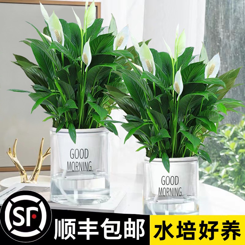 白掌一帆风顺盆栽水培植物办公室内花卉绿植绿萝箩红掌发财树好养 - 图0