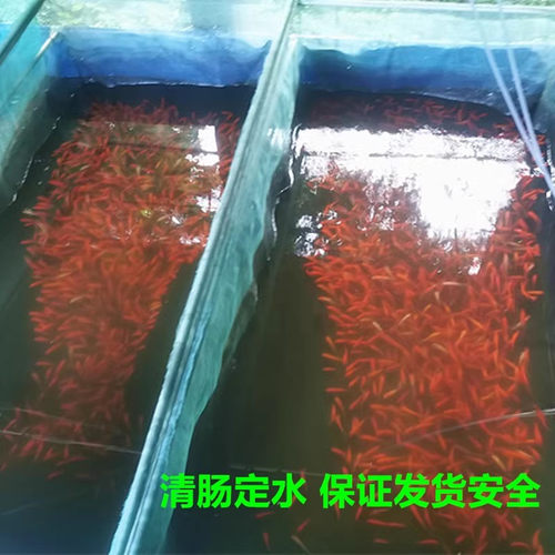 顺丰包邮锦鲫鱼小红草金鱼摆摊垂钓捞鱼喂龙鱼冷水观赏活体饲料鱼 - 图1