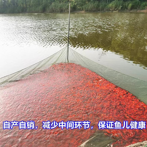 顺丰包邮锦鲫鱼小红草金鱼摆摊垂钓捞鱼喂龙鱼冷水观赏活体饲料鱼 - 图0
