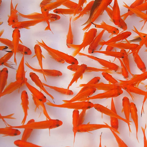 顺丰包邮锦鲫鱼小红草金鱼摆摊垂钓捞鱼喂龙鱼冷水观赏活体饲料鱼 - 图3