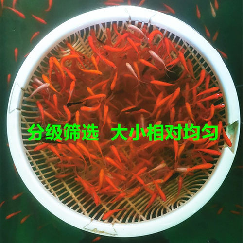 顺丰包邮锦鲫鱼小红草金鱼摆摊垂钓捞鱼喂龙鱼冷水观赏活体饲料鱼 - 图2