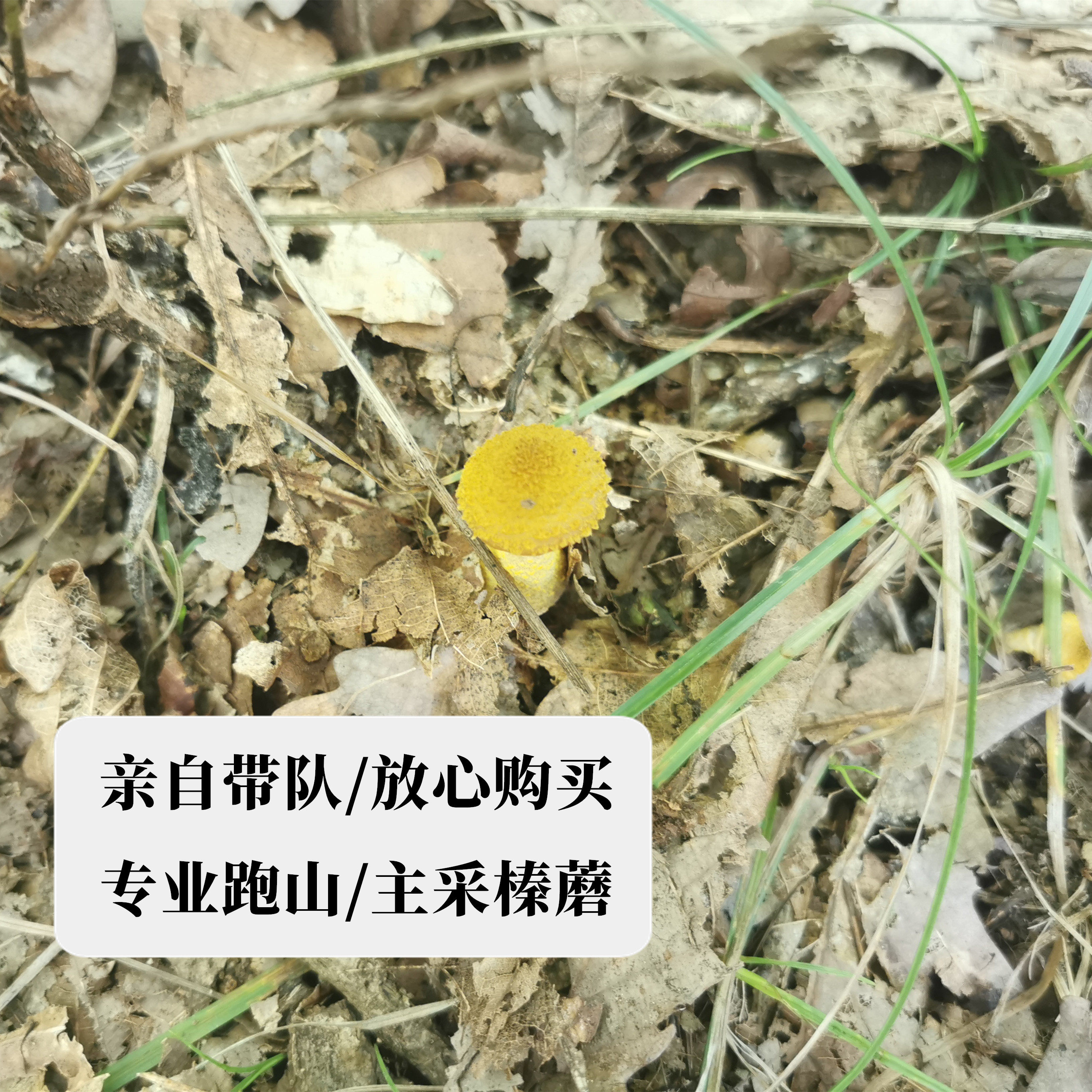 东北特产野生榛蘑丁干货无根新鲜非特级长白山小鸡炖蘑菇臻蘑干货
