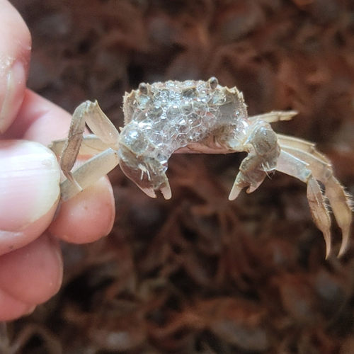 淡水蟹苗观赏小螃蟹狗头河豚乌龟宠物蟹深水除藻蟹活体爬宠迷你蟹 - 图2