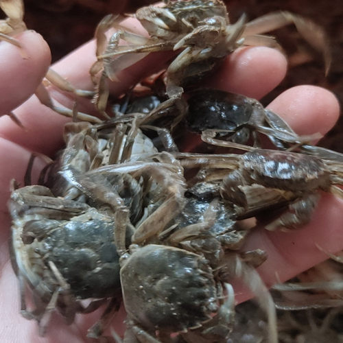 淡水蟹苗观赏小螃蟹狗头河豚乌龟宠物蟹深水除藻蟹活体爬宠迷你蟹 - 图1