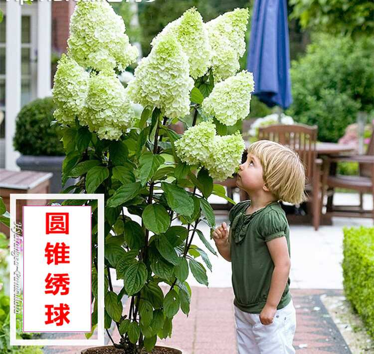 绣球花盆栽植物 新人首单立减十元 21年8月 淘宝海外