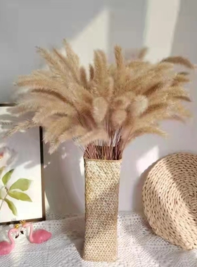 干花狗尾巴草软装材料摆放花卉场景布置天然植物天然狼尾巴干花束