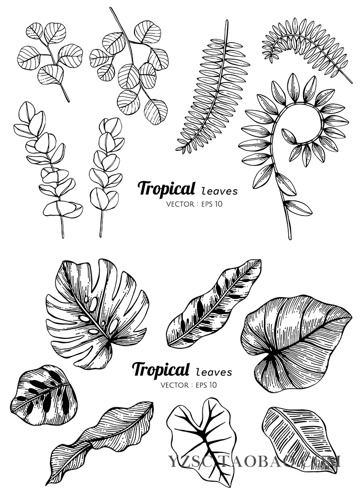 素描植物花卉棕榈叶紫罗兰风信子樱花玫瑰AI矢量填色图片素材