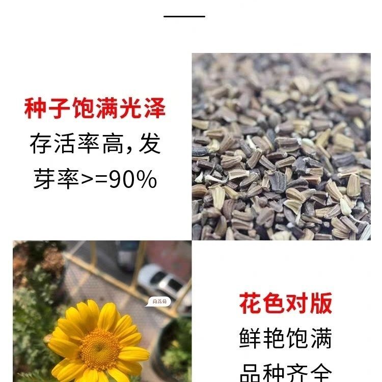 茼蒿菊种子木春菊木茼蒿花种子多年生四季播金黄色木茼蒿花籽-图2