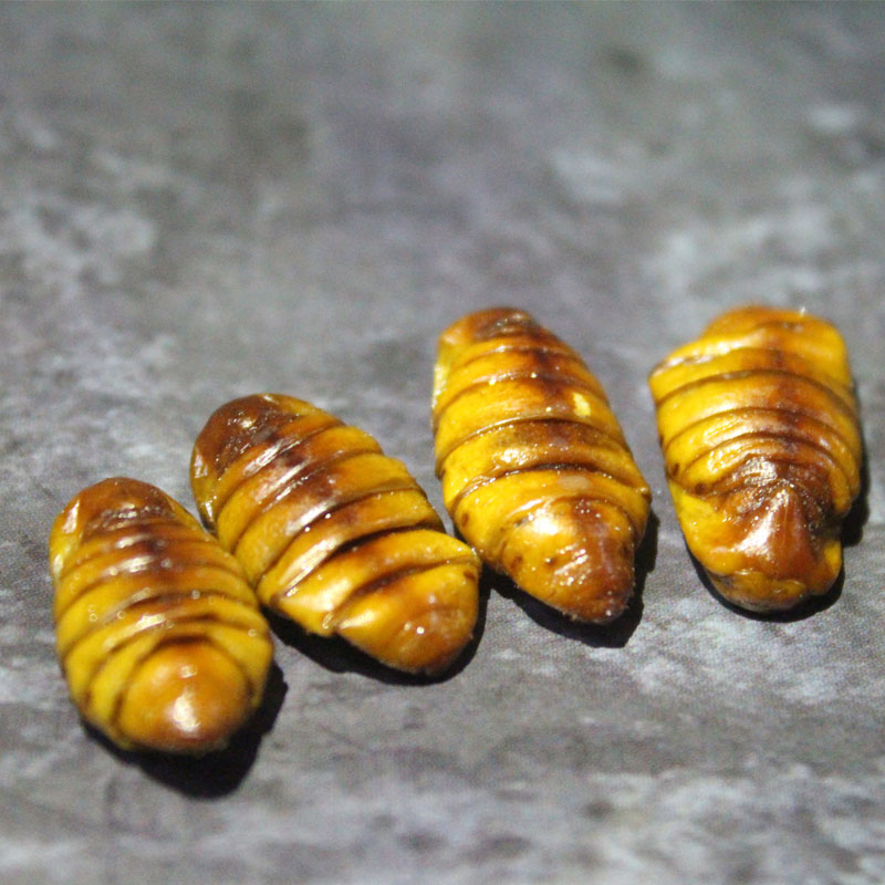 蚕蛹山东小蚕蛹5斤桑蚕蛹新鲜冷冻原味蚕蛹鲜蚕蛹即食生蚕蛹-图1