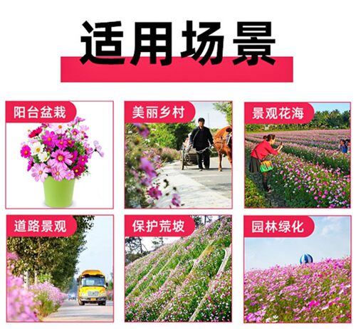 野花组合种子波斯菊格桑花百日草庭院室外播种绿化开花种籽子大全 - 图3