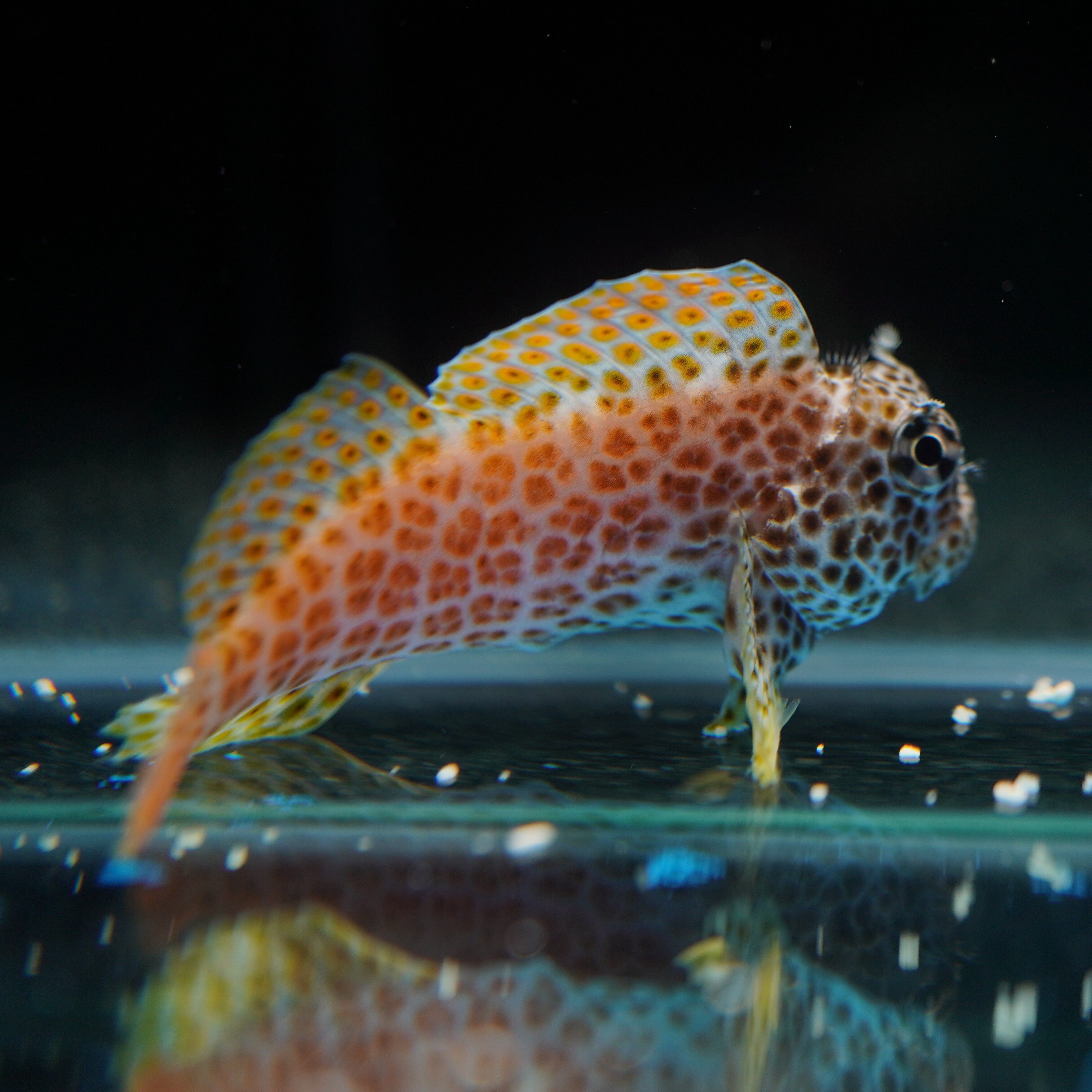 东非豹纹巴士鱼金刚虾虎海水观赏鱼水族宠物活体顺丰包活