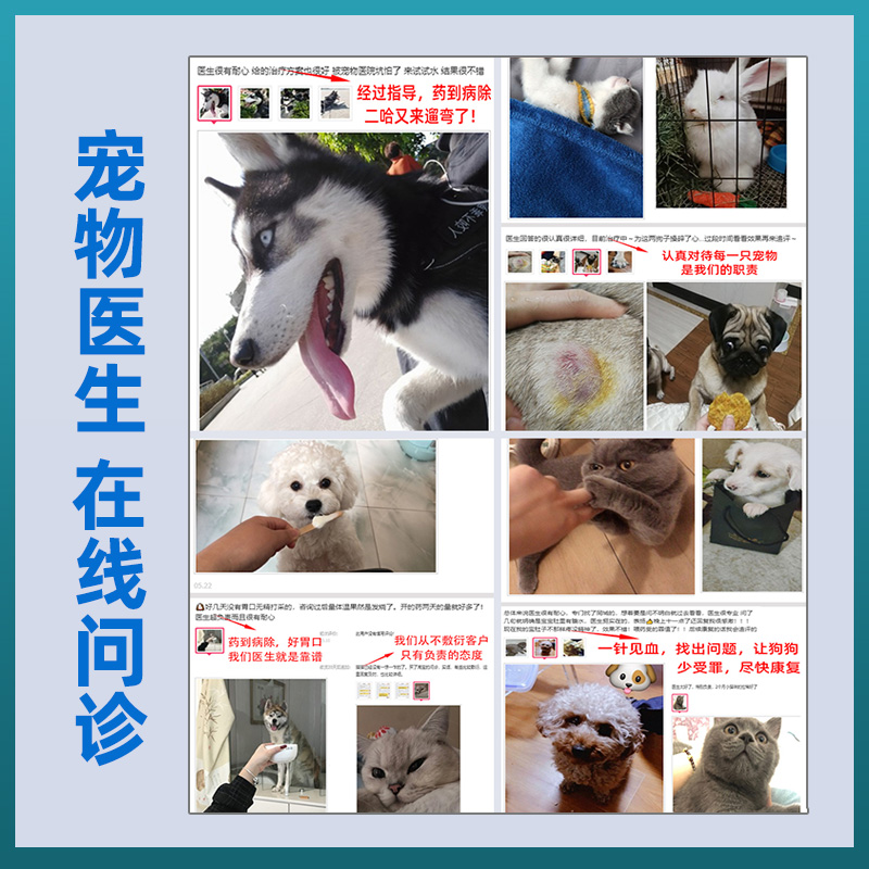 宠物医生问诊在线上咨询犬猫咪狗狗诊所生看病医院药店兽医24小时 - 图3