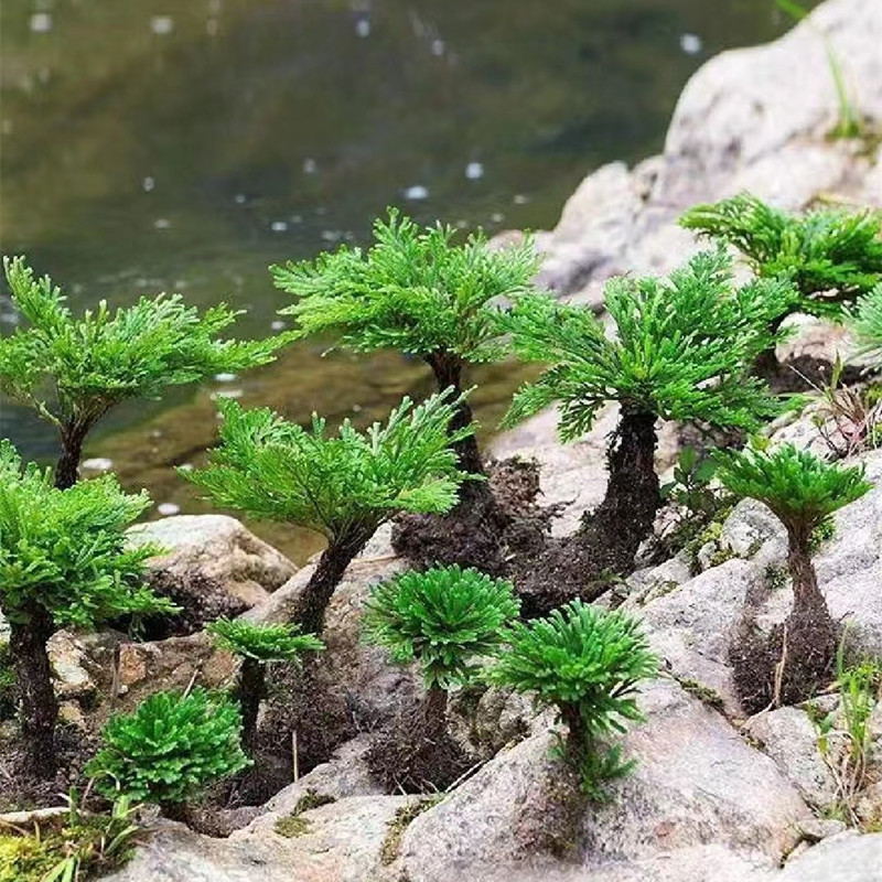 耐寒旱九死还魂草神仙草复活草卷柏老桩喜阴植物假山水培四季常青 - 图2