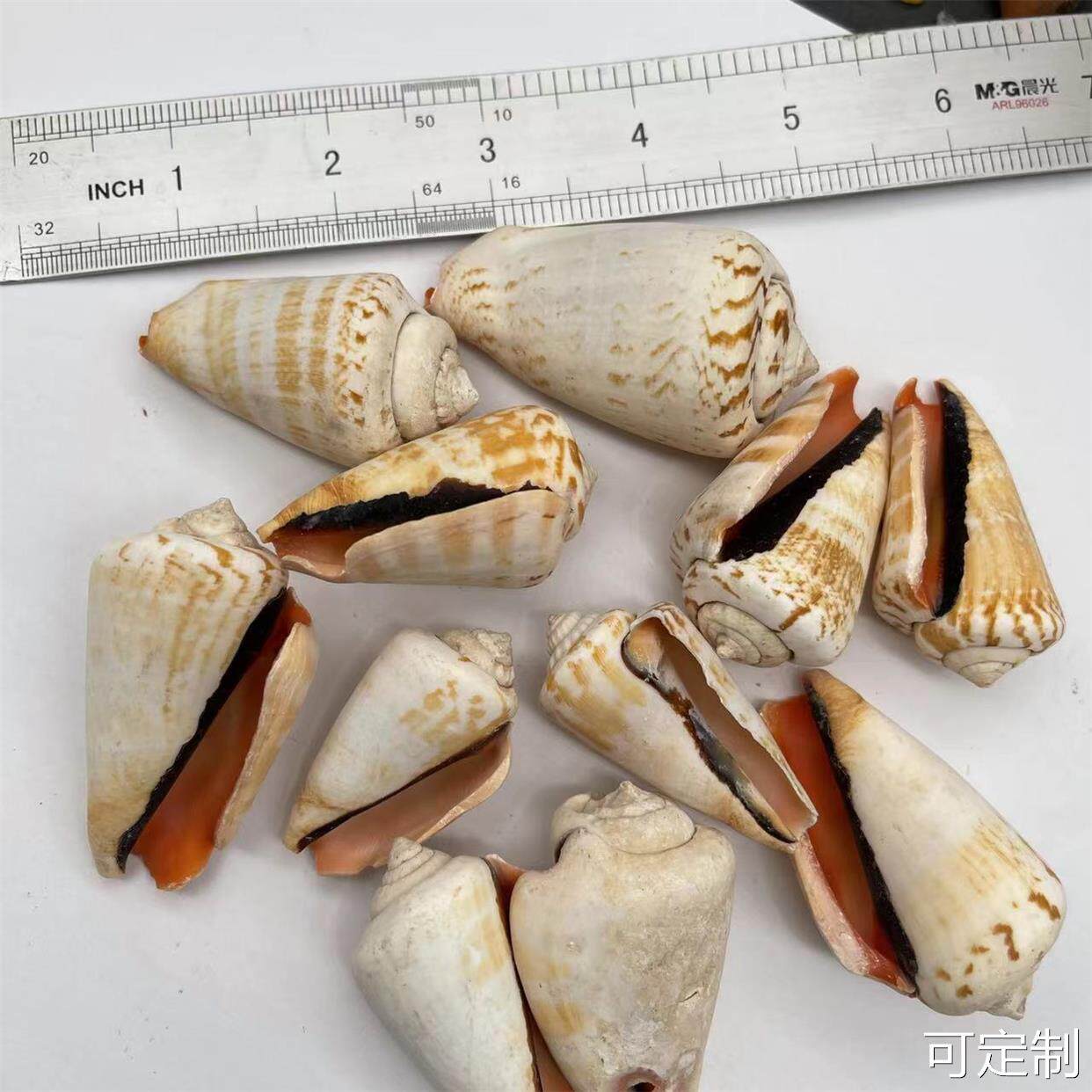  御坭斯海螺/贝壳/珊瑚