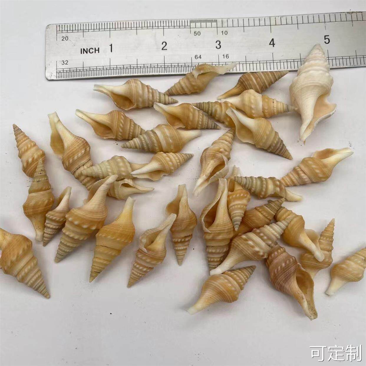  御坭斯海螺/贝壳/珊瑚