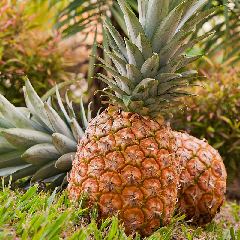 正大海南金钻凤梨大果时令水果当季正宗香水菠萝新鲜水果无需去眼