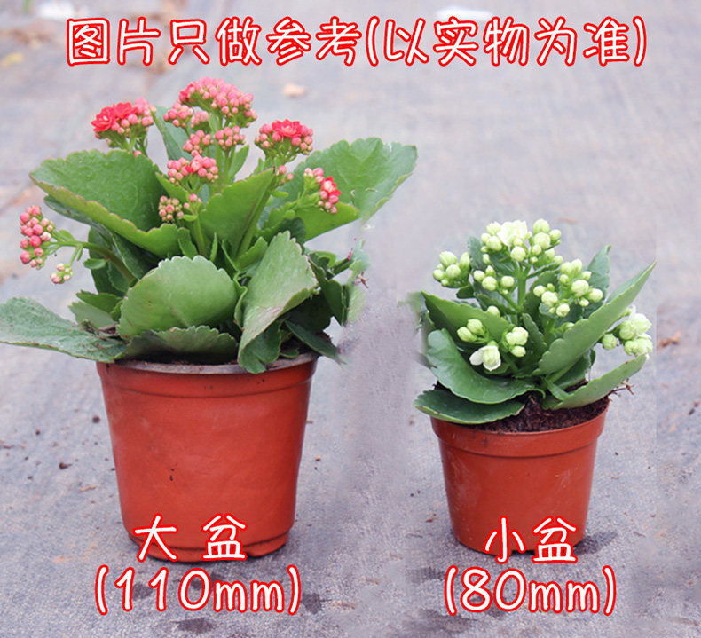 重瓣长寿花宫灯多肉花卉植物花阳台 多种颜色可以选择多盆组合更好看 馥郁芳华旗舰店 淘优券