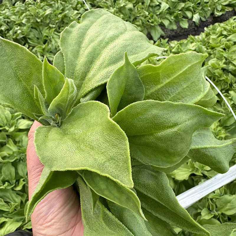 苏北现摘冰草新鲜蔬菜冰花冰叶冰冰水晶冰菜凉拌生吃沙拉即食顺丰 - 图1