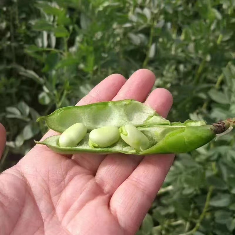 苏北农家新鲜生大绿心带壳蚕豆米嫩胡罗汉豆角10斤青豆荚蔬菜现摘 - 图1