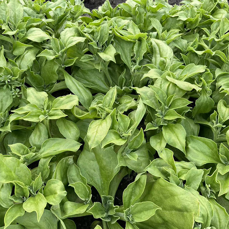 苏北现摘冰草新鲜蔬菜冰花冰叶冰冰水晶冰菜凉拌生吃沙拉即食顺丰 - 图0